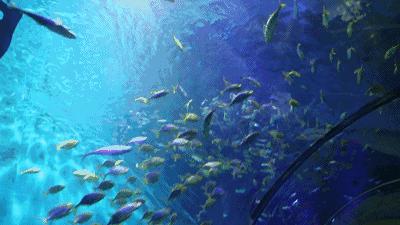 《一啸渔乐》常见的海鱼你认识多少？