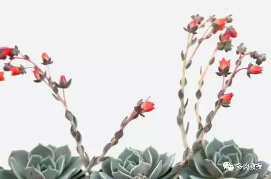 多肉开花会死的品种有哪些图片,多肉开花为什么会死