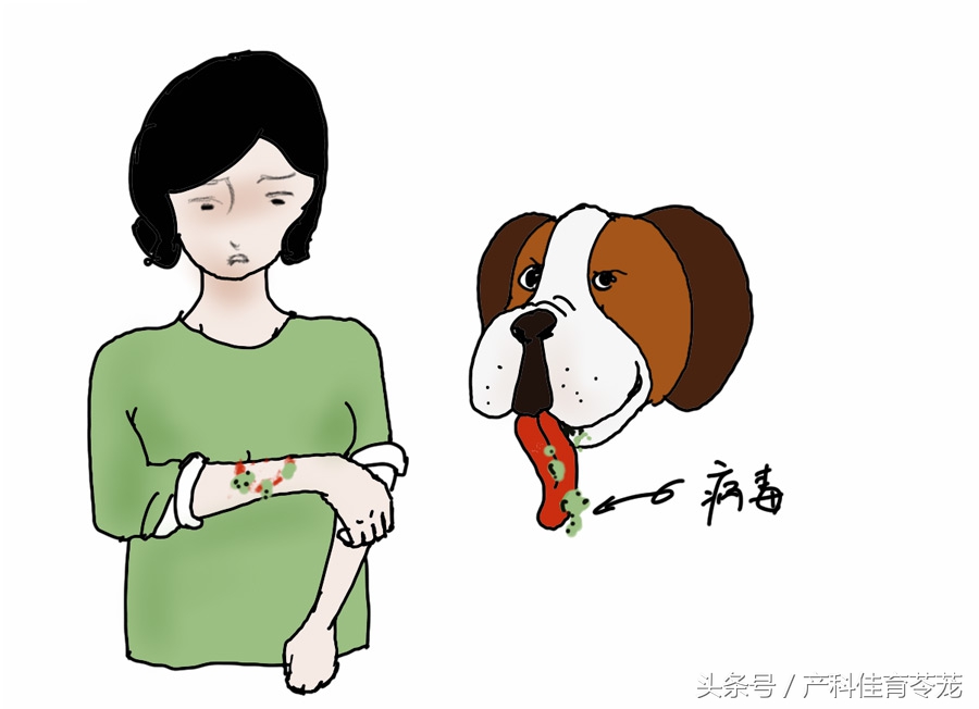 怀孕后可以养宠物吗,为什么怀孕不能养宠物