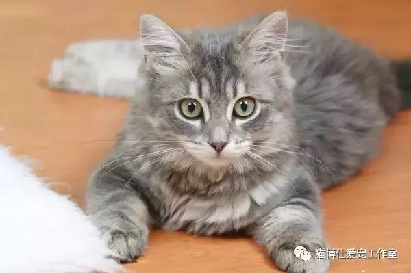 猫咪有泌尿道会表现出什么症状,猫咪泌尿道问题怎么治疗
