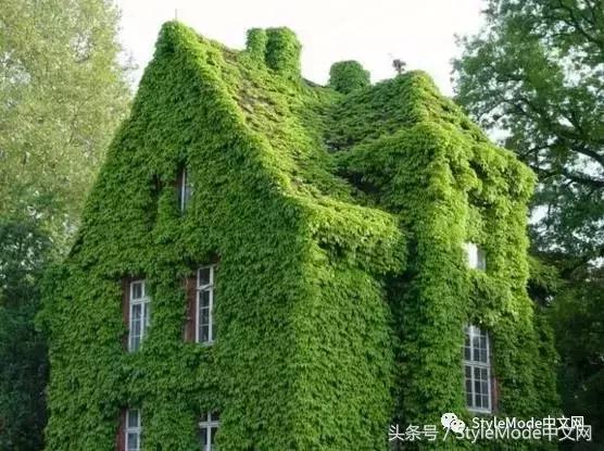 再普通的房子遇上爬山虎，都会变成别具一格的城堡！