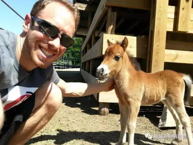 这些小巧可爱的迷你马