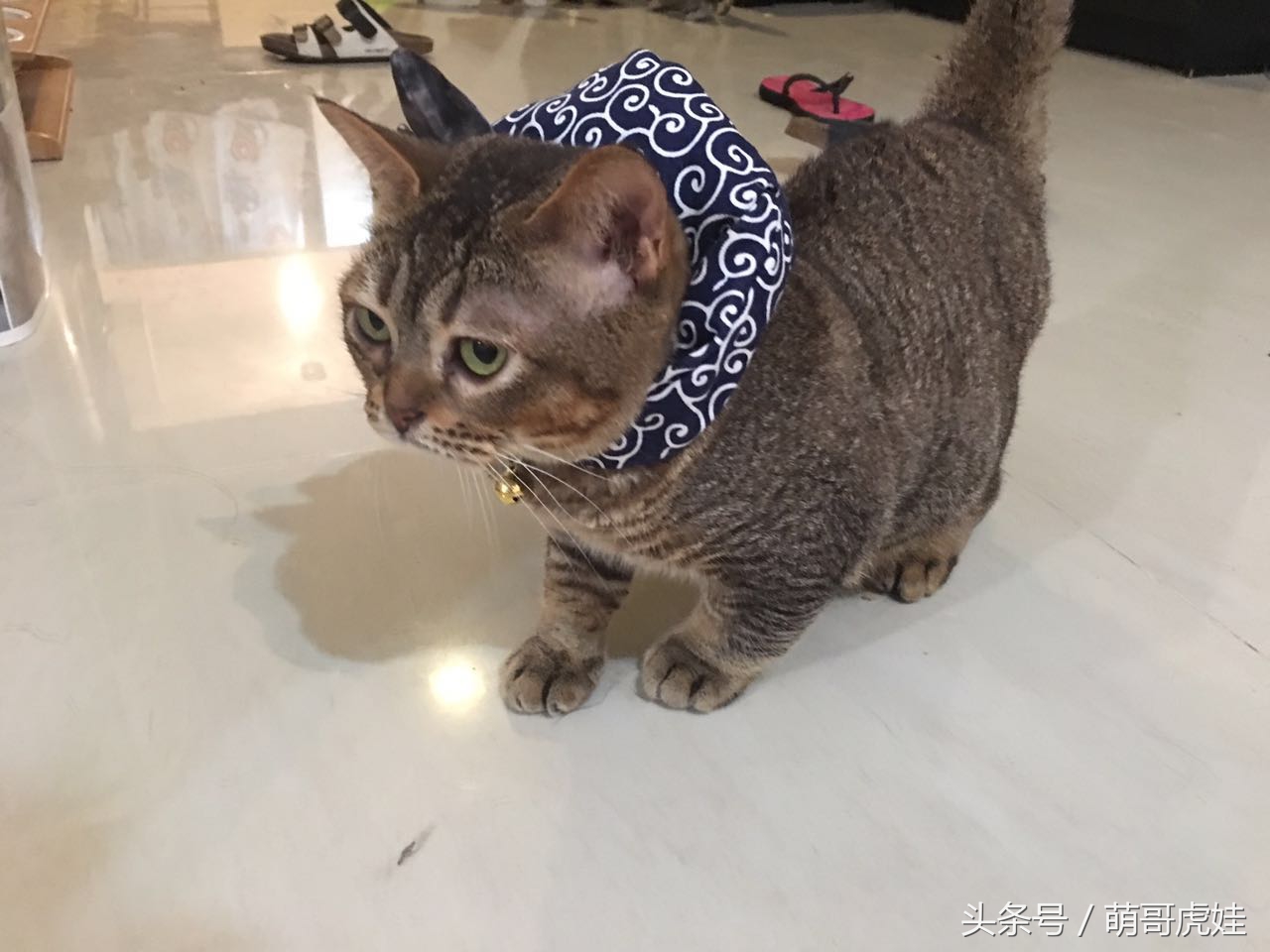 铲屎的给喵星人买了好多卖萌装备，小猫试穿后一脸懵莫名戳中萌点