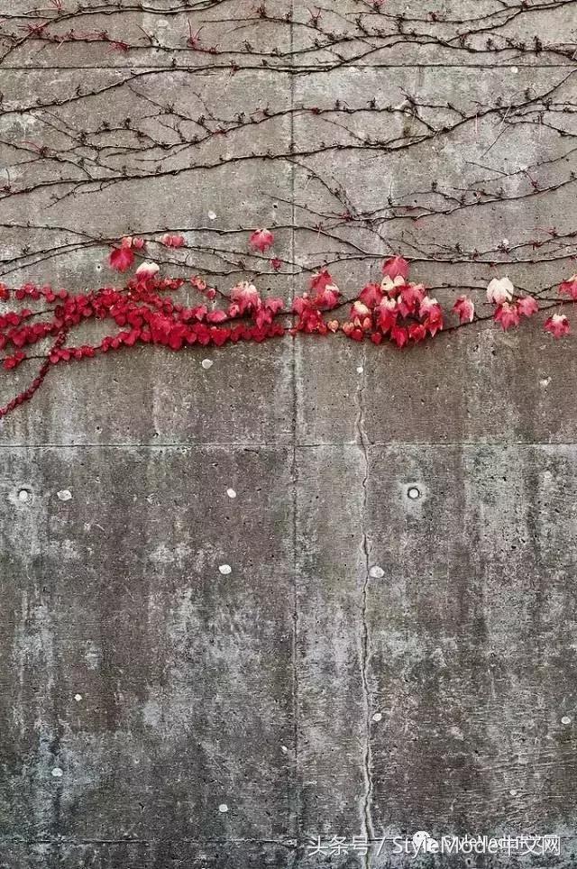 再普通的房子遇上爬山虎，都会变成别具一格的城堡！