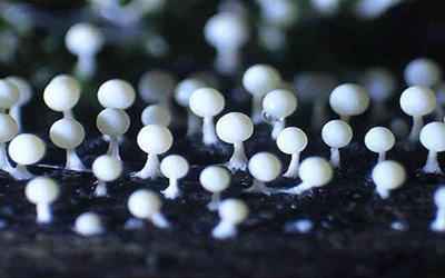 书发霉了怎么彻底去异味,如何防止书本发霉