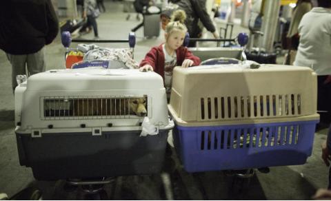 流浪猫志愿者实践活动,做志愿者的活动纪实