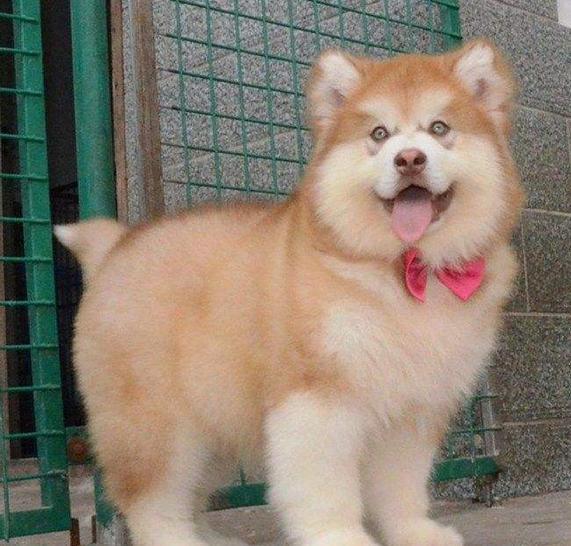 战狼2最后导弹发射彩蛋,战狼2片尾彩蛋的猜想