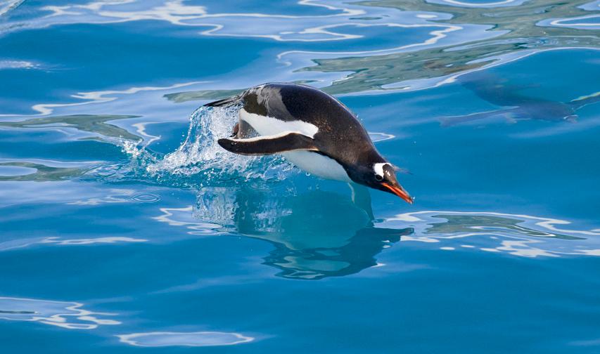 企鹅号怎么运营营销号,企鹅号如何吸粉增加流量