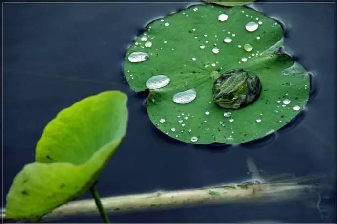 稻花香里说丰年诗词讲解,稻花香里说丰年听取蛙声一片500字