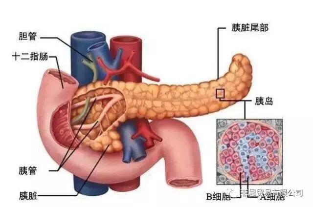食品酵素的作用与功效,养生每天补充酵素