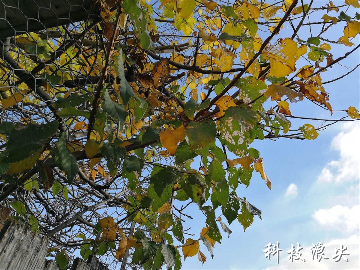 华为p10现在还能超越前代吗,华为p10性能排行榜