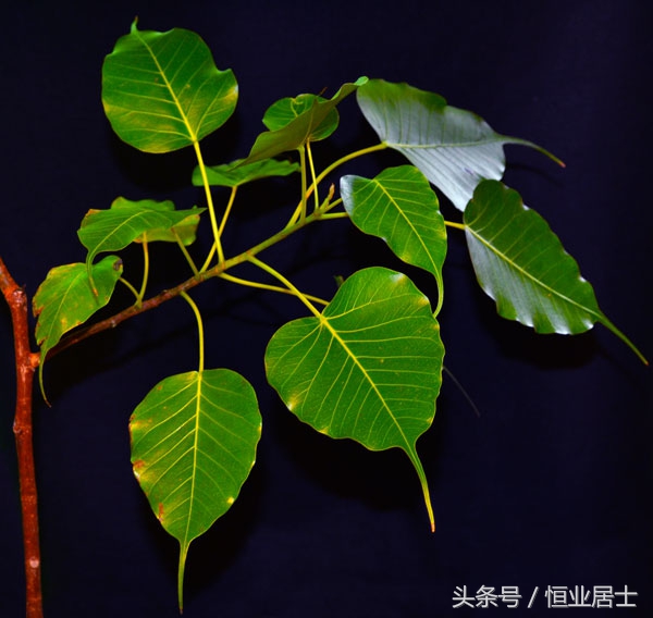 菩提本无树明镜亦非台是佛系吗,菩提本无树明镜亦非台是诗还是词