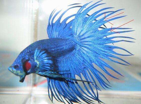 观赏鱼因为打斗掉鳞咋整,观赏鱼打架了怎么办呢用什么药