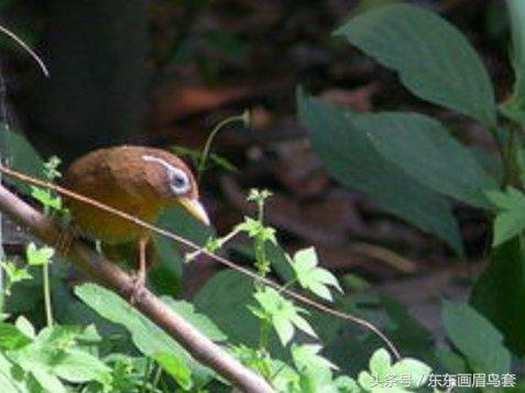 画眉鸟眉毛挑选图片,画眉鸟的挑选和饲养