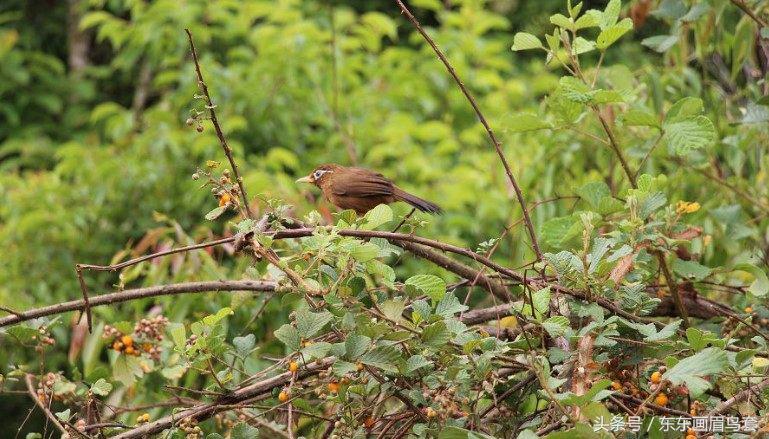 东东画眉鸟原毛讲解,东东画眉鸟