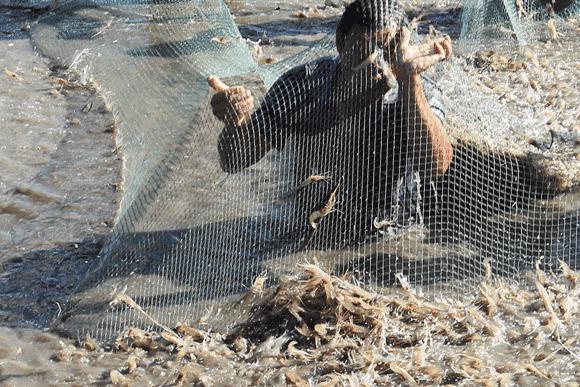 摸着良心讲，昆明关上某饭店，虾肉好吃到甩市区饭店10多条街