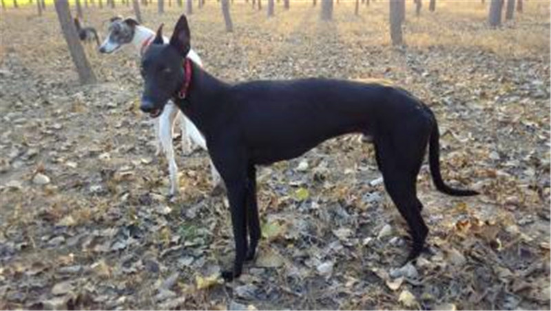 养杜高犬的技巧,杜高犬小时候该怎么养