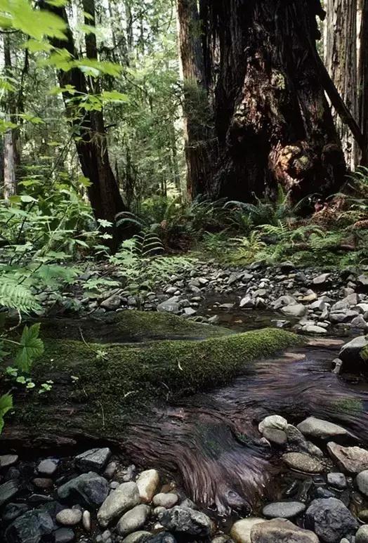 走进树林会感觉空气清新为什么呢,走进红杉林感受不一样