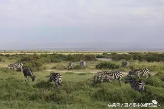 风动？树动？心动！致你，Kenya