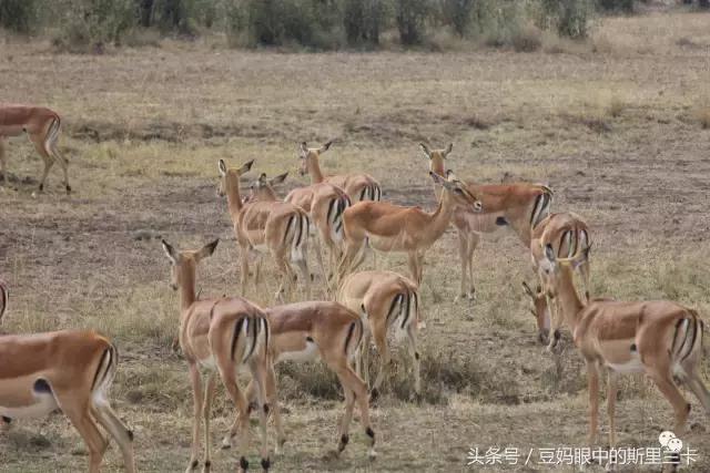 风动？树动？心动！致你，Kenya