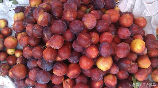 有什么又便宜又有面子的水果,农村这种水果一斤可卖百元