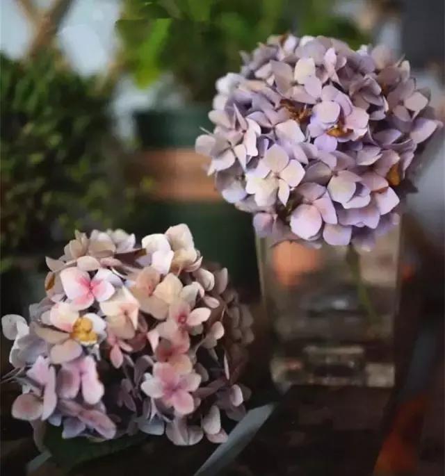 娈嬫灊璐ュ彾鎻掕姳,娈嬫灊璐ヨ姳