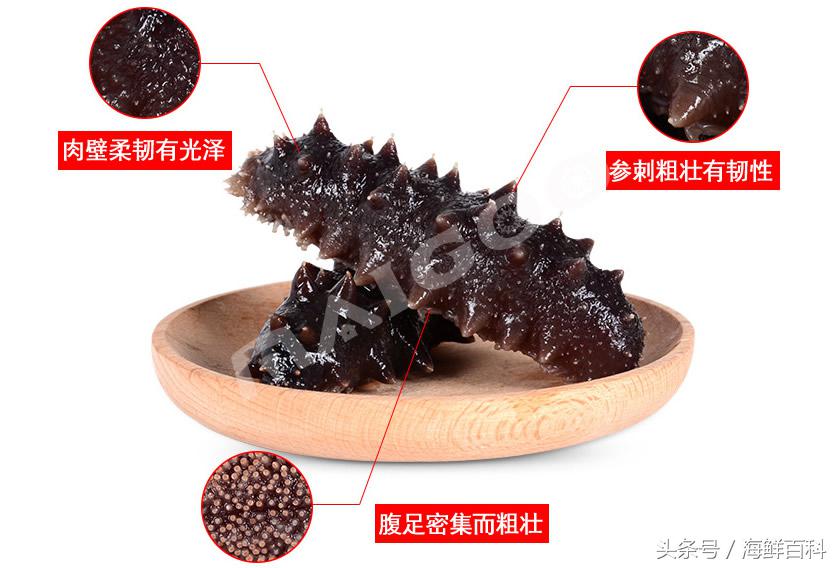 海参知识百科海参的功效与作用海参怎么吃最营养
