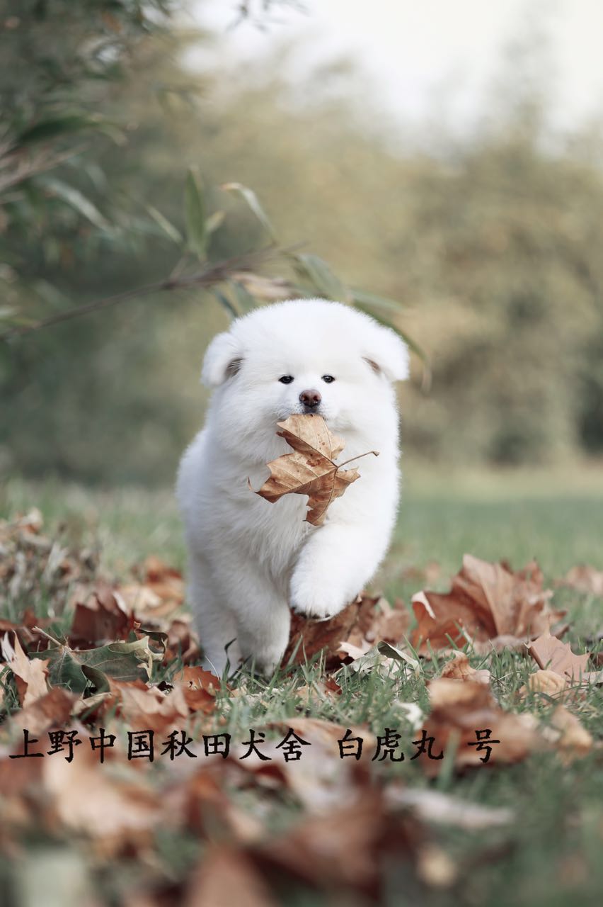 狗狗刚生完小狗注意事项,小狗刚接到家需要注意什么