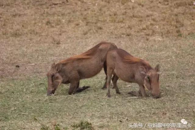 风动？树动？心动！致你，Kenya