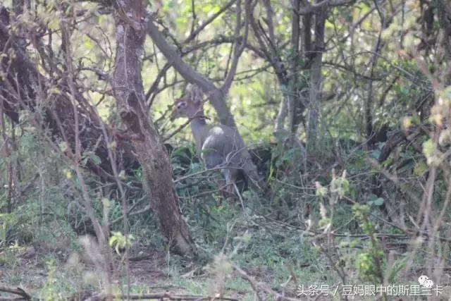 风动？树动？心动！致你，Kenya