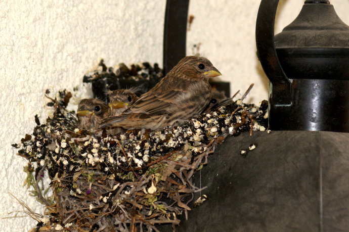 大色尔，加州绝美一号公路最精华