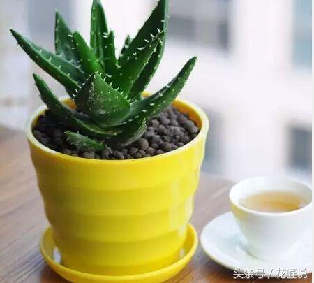 拿什么拯救叶片发黄的芦荟图片,芦荟叶片发黄怎么办小妙招
