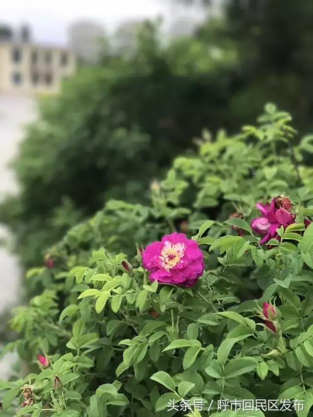 新钢街道公园,呼和浩特市新钢公园