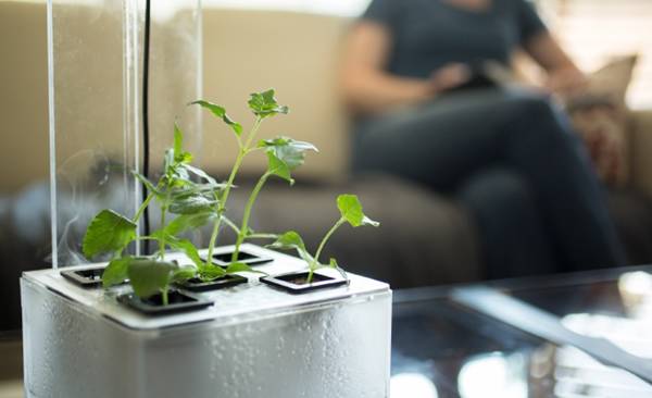 种花种植什么最赚钱,新型种花种植技术有哪些