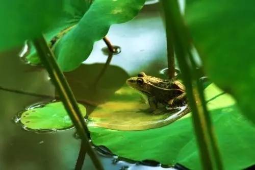 稻花香里说丰年诗词讲解,稻花香里说丰年听取蛙声一片500字