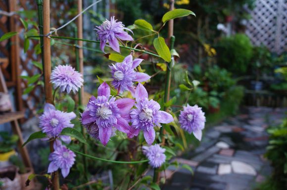 养花用什么药对人有危害,家里养花用农药的危害