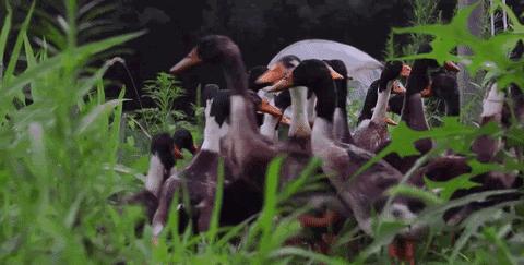 为什么腌咸鸭蛋不出油,腌咸鸭蛋不咸怎么补救