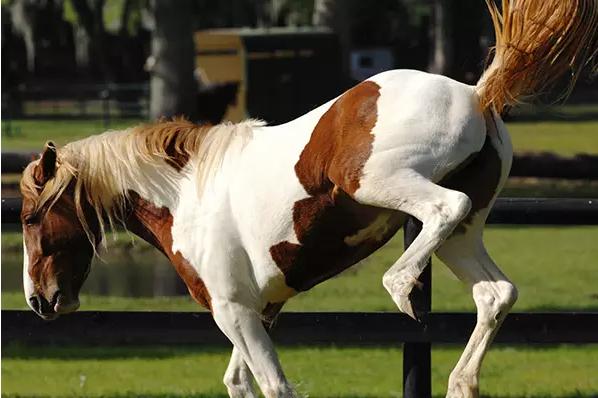 初学骑马的技巧视频,新手骑马的基本要领有哪些呢