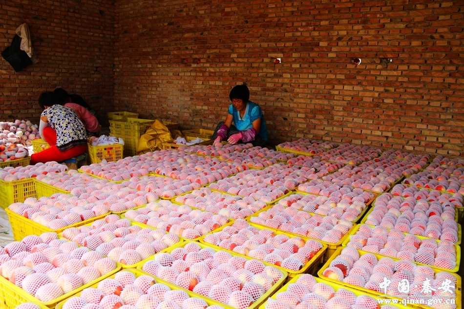 全国有名的天水秦安蜜桃大上市,秦安蜜桃享誉世界