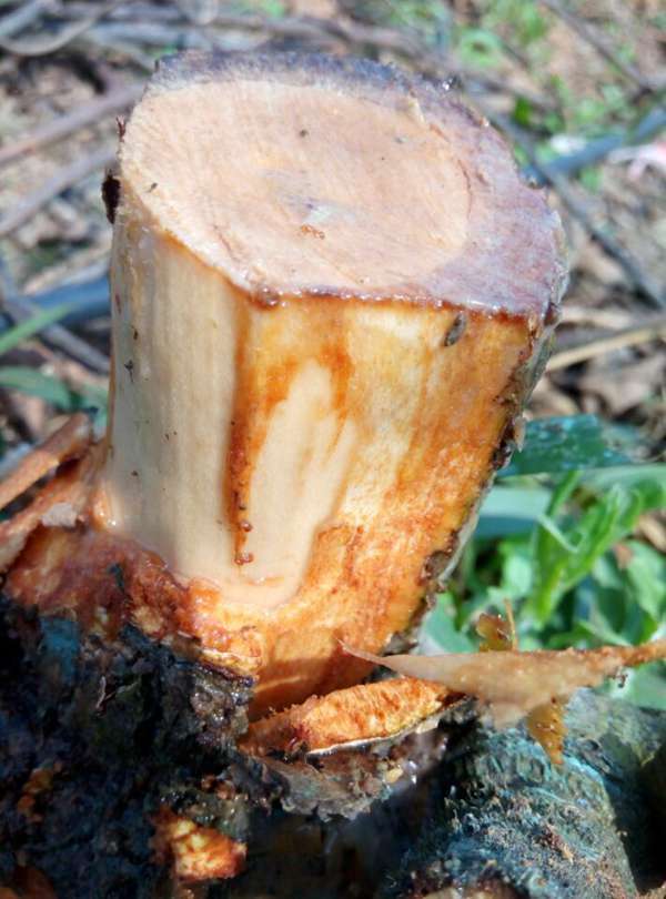 猕猴桃溃疡病和伤流的区别,伤流有什么危害