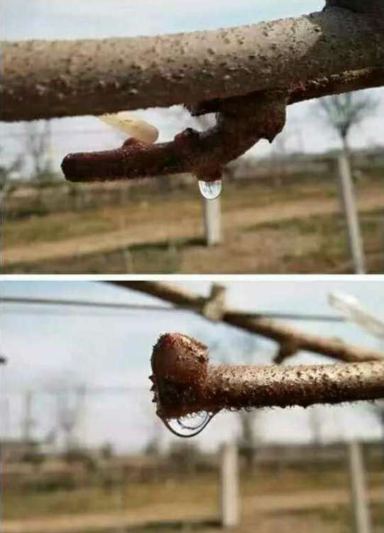 怎样判断猕猴桃伤流,得过猕猴桃溃疡病还会结果吗