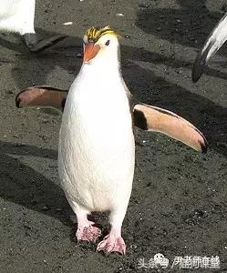 企鹅是什么种类动物,动物百科知识科普企鹅品种