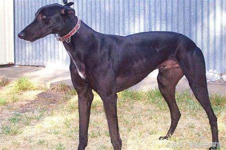 格力犬怎么能达到最佳状态,格力小知识视频