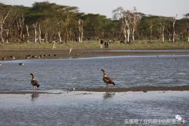 风动？树动？心动！致你，Kenya