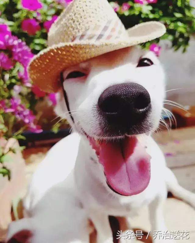 你见过有如此灵性的狗吗,难得一见的好看狗