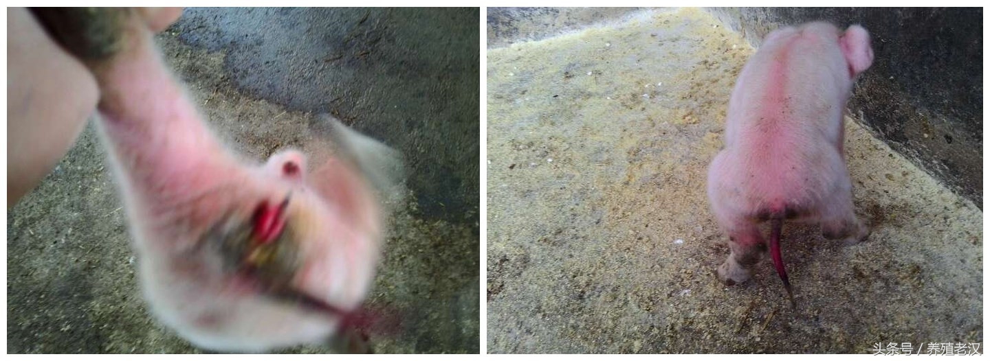 养猪死胎是什么原因,猪场死胎增多什么原因