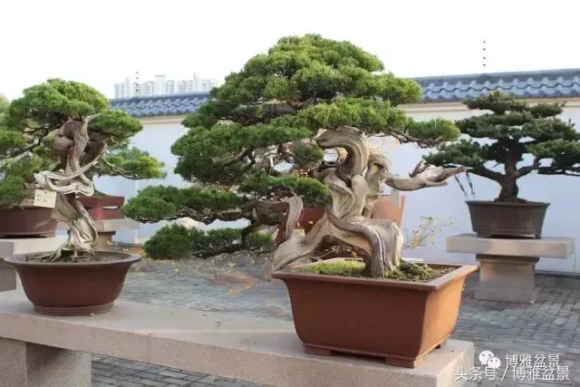 清逸园，一座闹中取静的“文人园林”