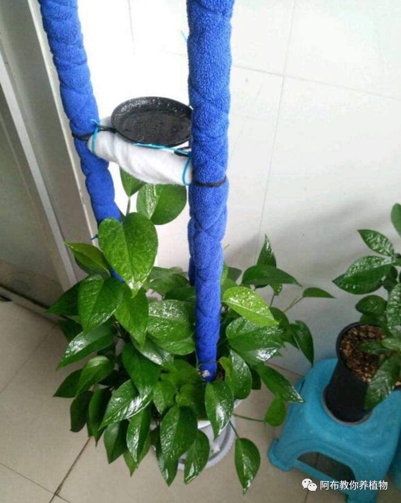 绿萝绿植怎么养活得快呢,绿萝植物养殖小知识