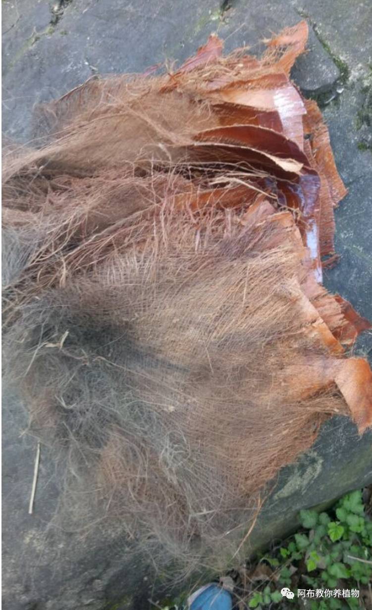 绿萝绿植怎么养活得快一点,绿萝绿植养护技巧图解大全