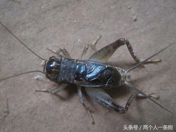 金毛大半夜发出大叫吓了主人一跳，查明金毛大叫的原因她想打狗